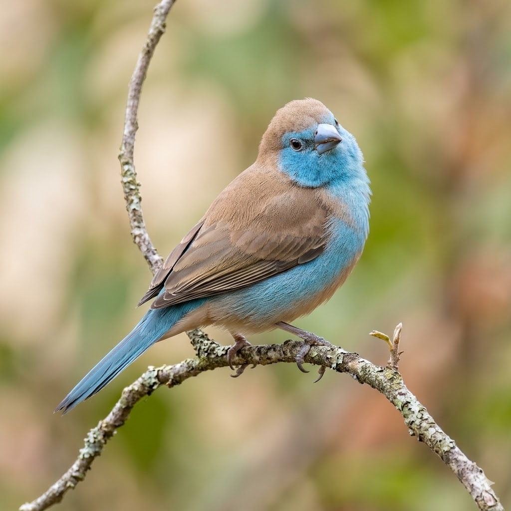 Cordon Bleu Finch