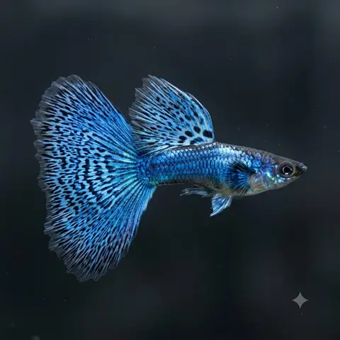 Japan Blue Guppy