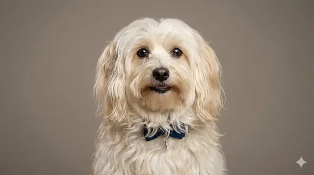 Havanese