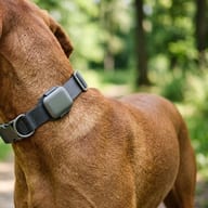 Fi GPS Collar Series 3