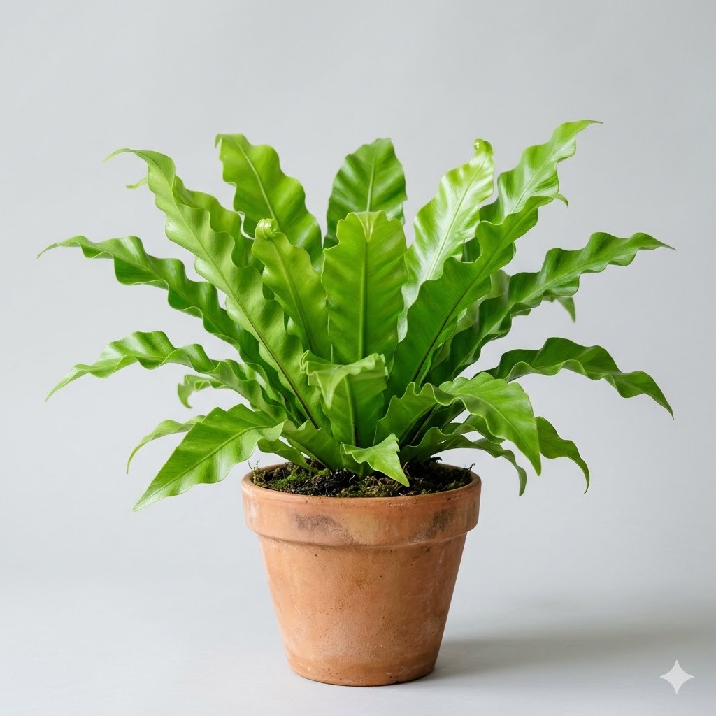 Bird's Nest Fern