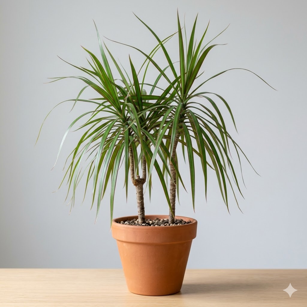 Dracaena