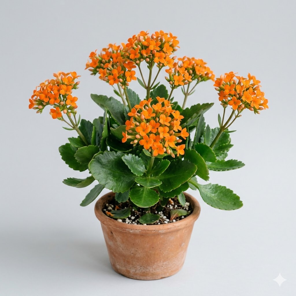 Kalanchoe
